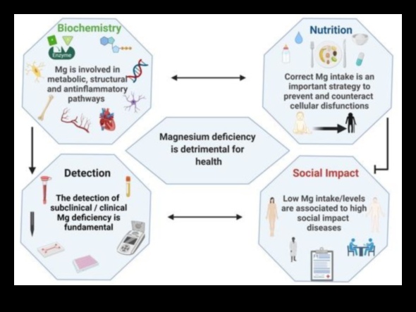 العلاقة بين المغذيات: ربط العافية والكيمياء الحيوية الغذائية