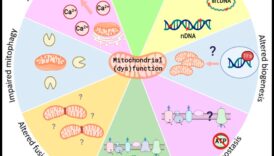 العلاقة بين المغذيات: ربط العافية والكيمياء الحيوية الغذائية