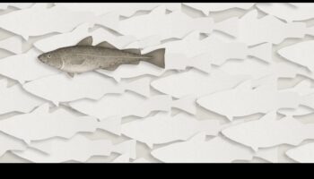 علم صيد الأسماك 101: كيف تساهم الأسماك في النظم البيئية