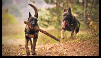 الثنائي الديناميكي: فهم ورعاية روابطك مع كلبك