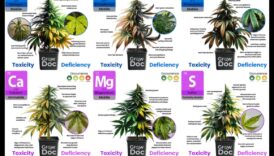 استنزاف المغذيات: العلامات والمصادر والحلول