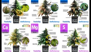 استنزاف المغذيات: العلامات والمصادر والحلول