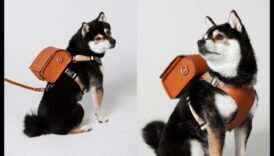 Pocket Pet Panache: إكسسوارات أنيقة للأصدقاء الصغار ذوي الفراء