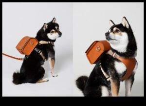 Pocket Pet Panache: إكسسوارات أنيقة للأصدقاء الصغار ذوي الفراء