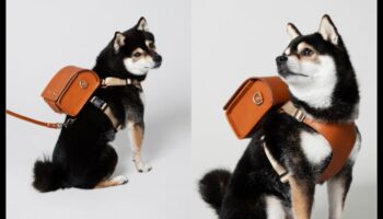 Pocket Pet Panache: إكسسوارات أنيقة للأصدقاء الصغار ذوي الفراء