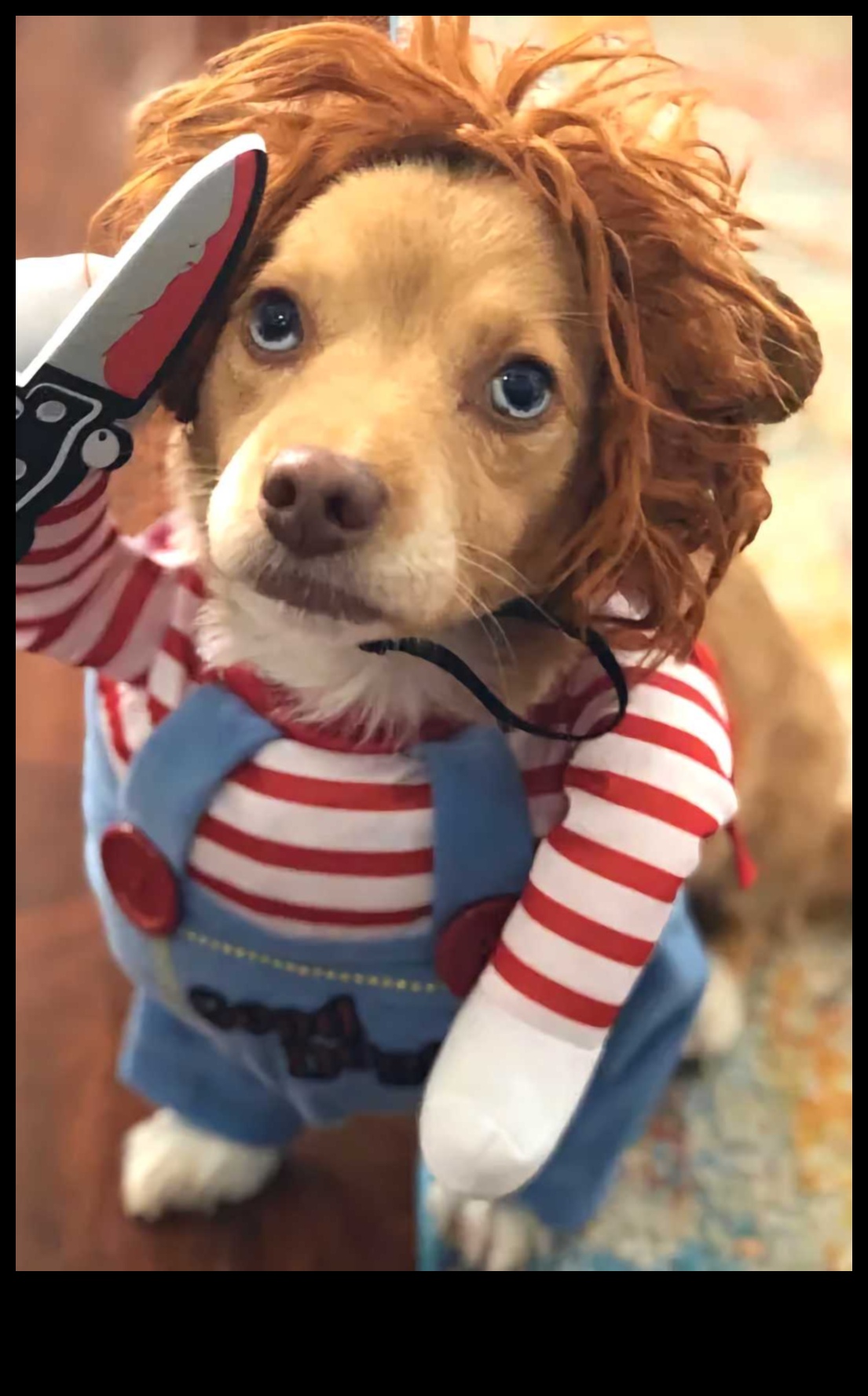 تابع كوميديا ​​الكلاب: المزيد من لحظات الكلاب المضحكة