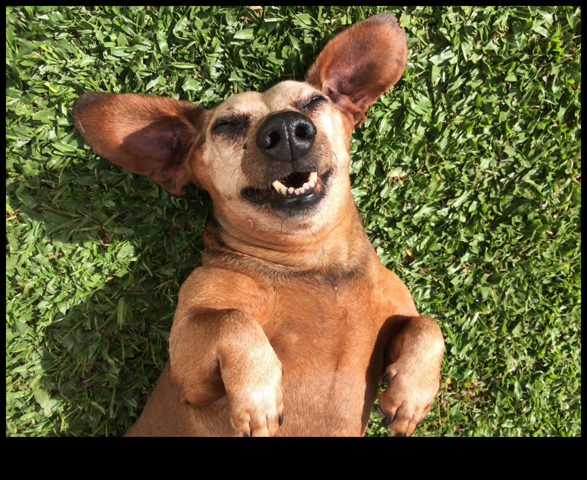 تابع كوميديا ​​الكلاب: المزيد من لحظات الكلاب المضحكة