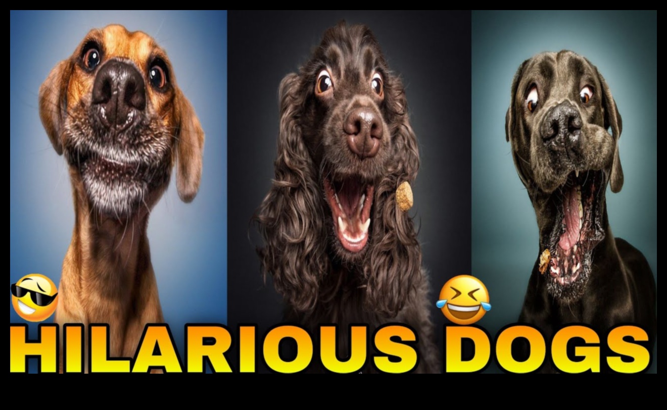 تابع كوميديا ​​الكلاب: المزيد من لحظات الكلاب المضحكة
