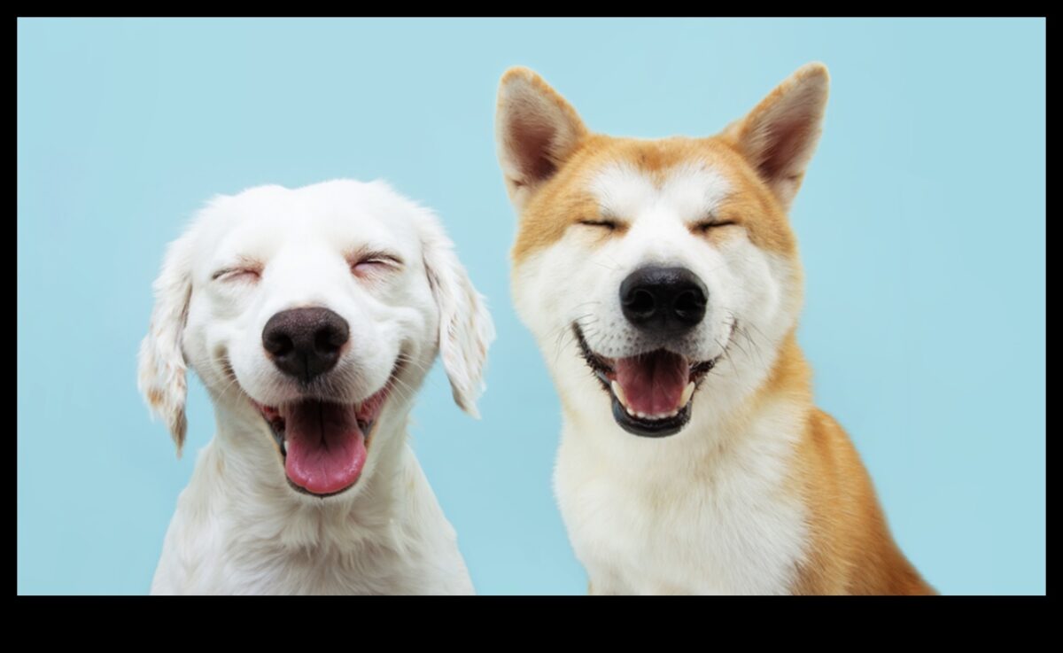 تابع كوميديا ​​الكلاب: المزيد من لحظات الكلاب المضحكة