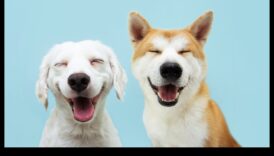 تابع كوميديا ​​الكلاب: المزيد من لحظات الكلاب المضحكة