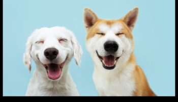 تابع كوميديا ​​الكلاب: المزيد من لحظات الكلاب المضحكة