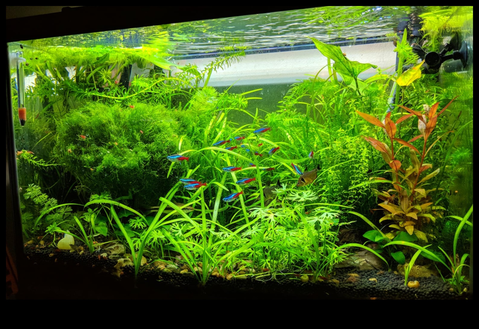 رحلة الخزان الاستوائية: إنشاء مغامرة الغابة في حوض السمك