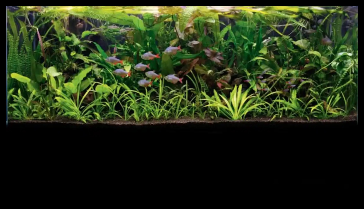 رحلة الخزان الاستوائية: إنشاء مغامرة الغابة في حوض السمك