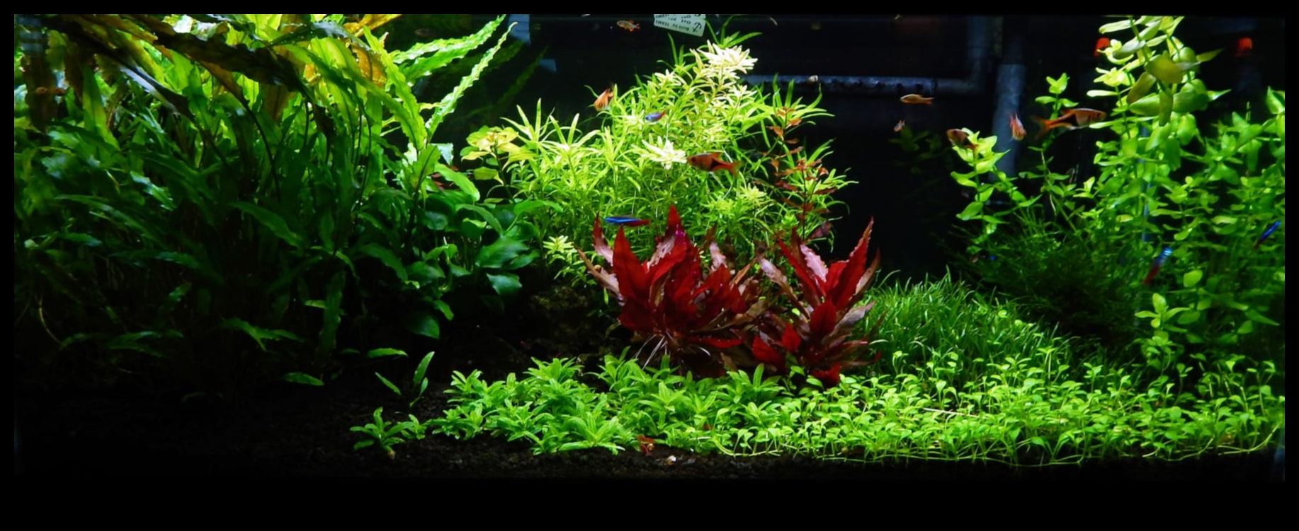 رحلة الخزان الاستوائية: إنشاء مغامرة الغابة في حوض السمك