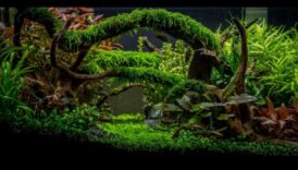 رحلة الخزان الاستوائية: إنشاء مغامرة الغابة في حوض السمك