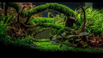 رحلة الخزان الاستوائية: إنشاء مغامرة الغابة في حوض السمك