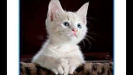 تابع حكمة الشارب: مزيد من الأفكار حول سلوك القطط