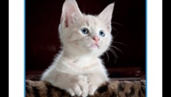 تابع حكمة الشارب: مزيد من الأفكار حول سلوك القطط