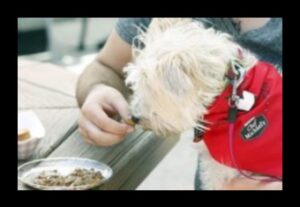 تناول الطعام بشكل هزلي: إنشاء تجربة تناول طعام مناسبة للكلاب