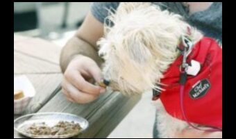 تناول الطعام بشكل هزلي: إنشاء تجربة تناول طعام مناسبة للكلاب