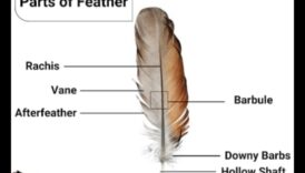 الطيور والطب الشعبي: الاستخدامات التاريخية للريش وأجزاءه