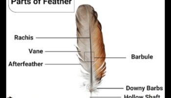 الطيور والطب الشعبي: الاستخدامات التاريخية للريش وأجزاءه