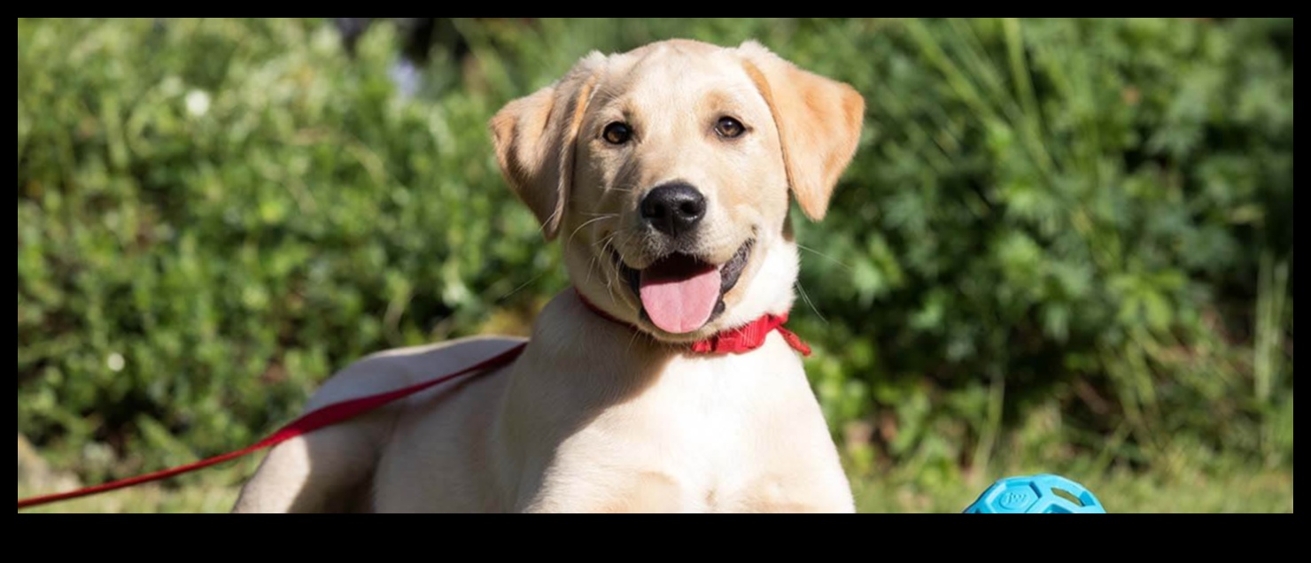 دليل إلى آداب هزلي: التنقل في التفاعلات الاجتماعية