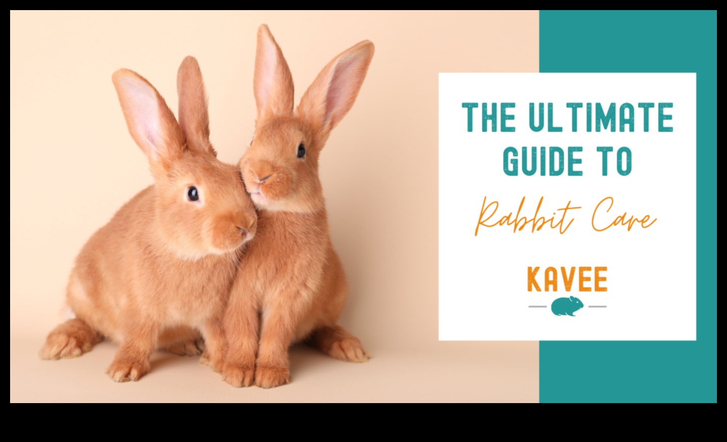 دليل العناية بالأرانب: نصائح للحفاظ على أرنبك في حالة جيدة