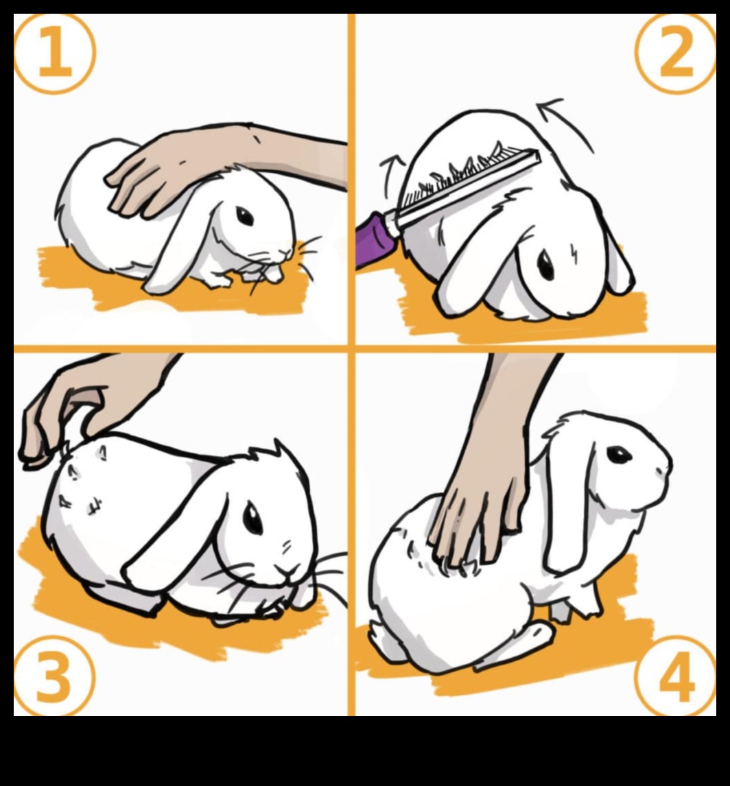 دليل العناية بالأرانب: نصائح للحفاظ على أرنبك في حالة جيدة