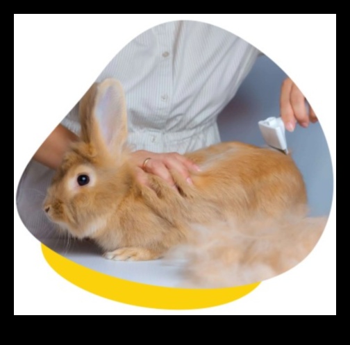 دليل العناية بالأرانب: نصائح للحفاظ على أرنبك في حالة جيدة