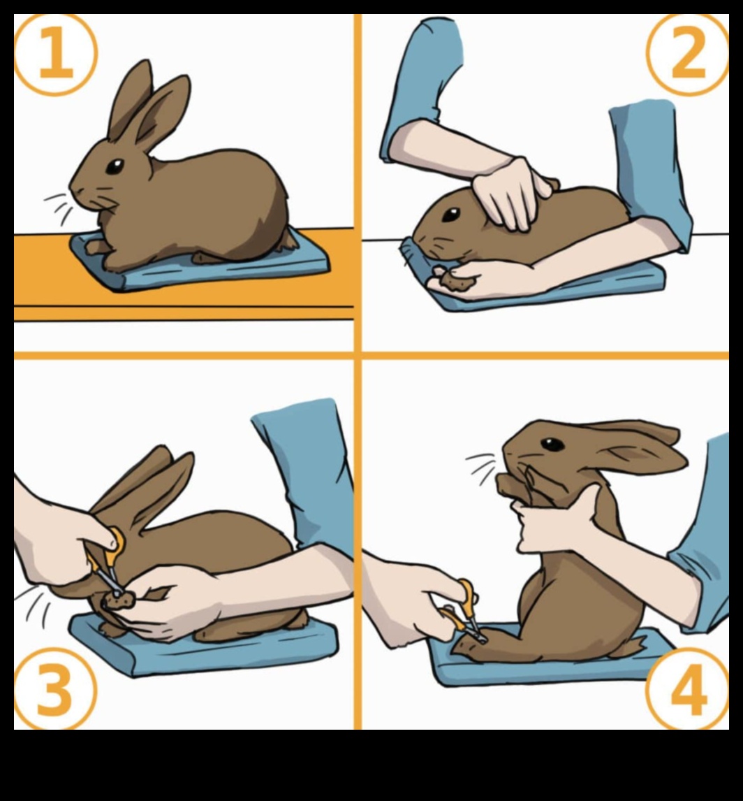 دليل العناية بالأرانب: نصائح للحفاظ على أرنبك في حالة جيدة