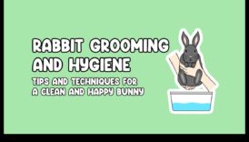 دليل العناية بالأرانب: نصائح للحفاظ على أرنبك في حالة جيدة