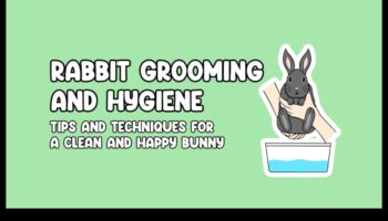 دليل العناية بالأرانب: نصائح للحفاظ على أرنبك في حالة جيدة