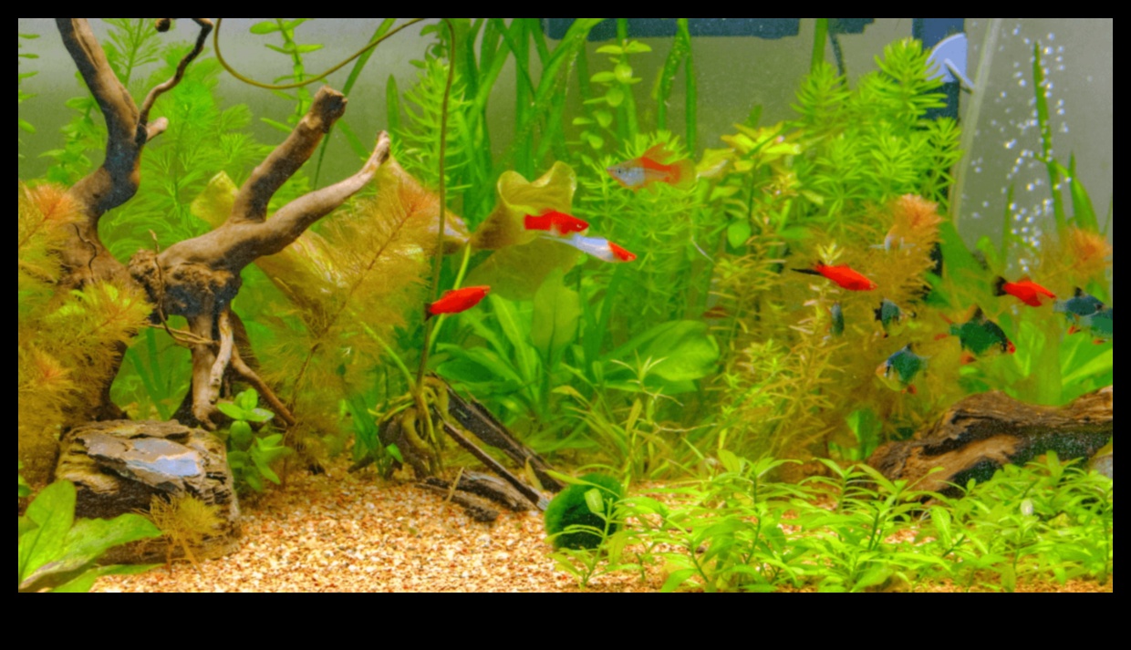 تابع الزينة المائية: تعزيز جمالية حوض السمك الخاص بك