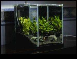 تابع الزينة المائية: تعزيز جمالية حوض السمك الخاص بك