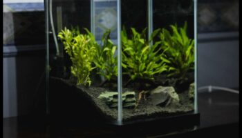 تابع الزينة المائية: تعزيز جمالية حوض السمك الخاص بك