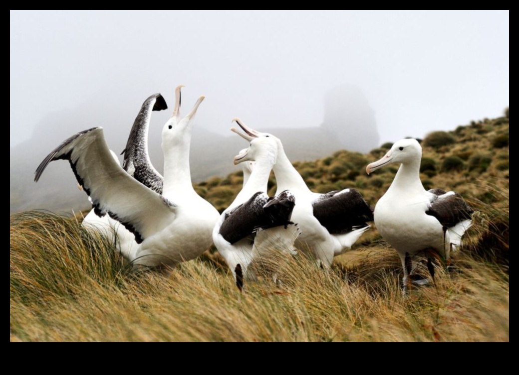 طيور الرياضيين الطيور المعروفة بمآثرها الرائعة 5 رياضيو الطيور: الطيور المعروفة بمآثرها الرائعة