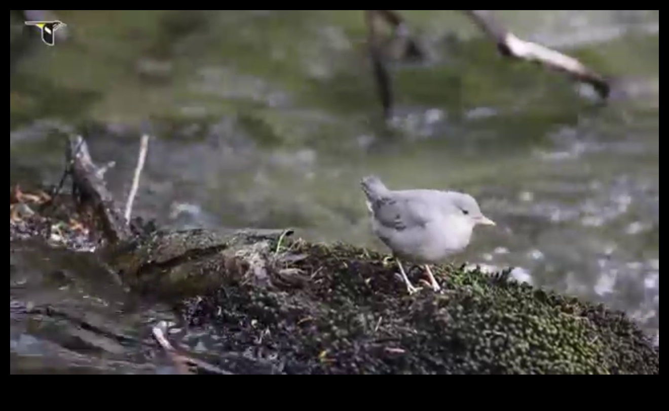 طيور الرياضيين الطيور المعروفة بمآثرها الرائعة 2 رياضيو الطيور: الطيور المعروفة بمآثرها الرائعة