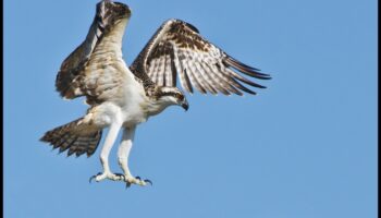 رياضيو الطيور: الطيور المعروفة بمآثرها الرائعة