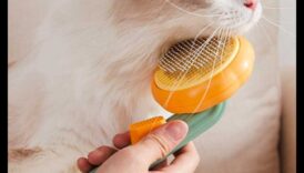 تنظيف الأصدقاء بالفرشاة: تقديم الكلاب والقطط إلى الاستمالة