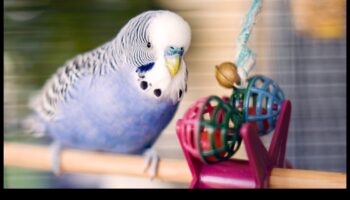 متعة الريش: أنشطة ترفيهية للطيور الأليفة