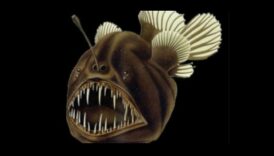 الطعم والتبديل: تكتيكات صعبة في عالم الصيد