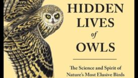 البوم الليلي: الحياة الغامضة للطيور الليلية
