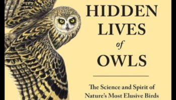 البوم الليلي: الحياة الغامضة للطيور الليلية