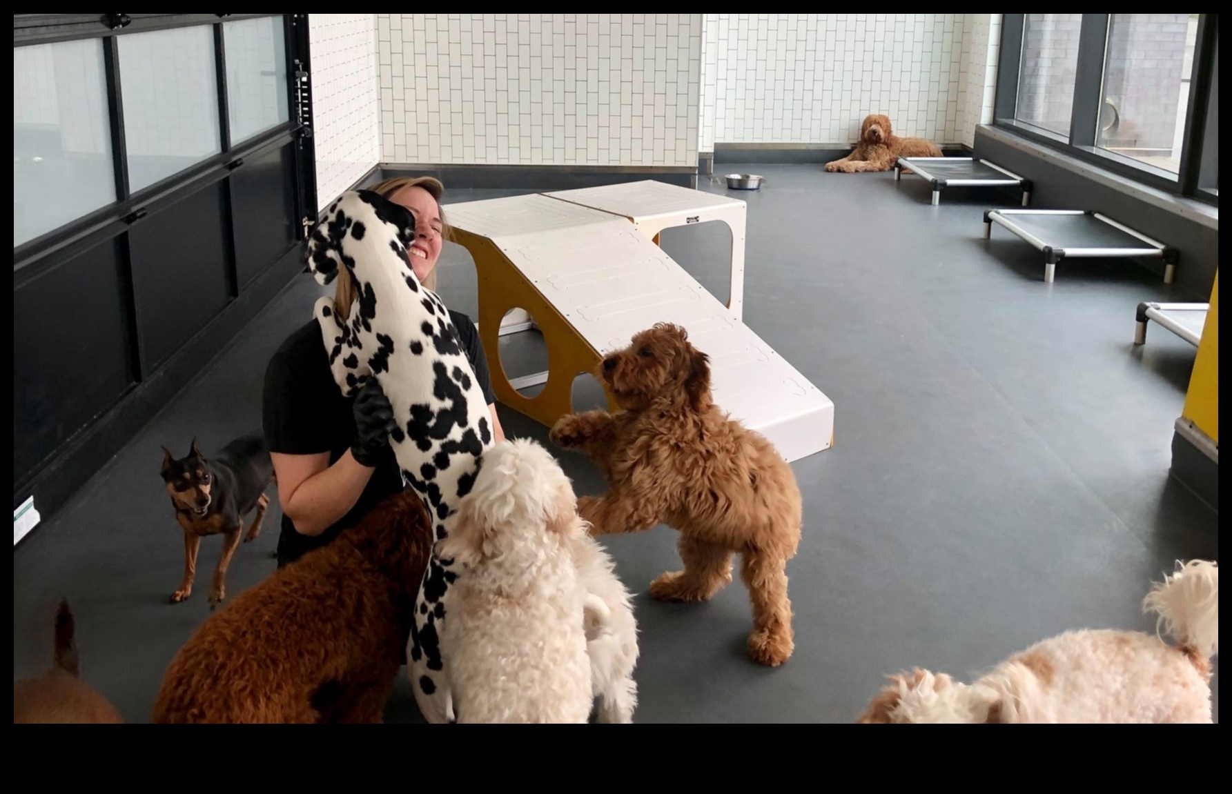 أساسيات مجموعة لعب الجراء: التواصل الاجتماعي مع الجرو الخاص بك مع الكلاب الأخرى