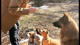 أساسيات مجموعة لعب الجراء: التواصل الاجتماعي مع الجرو الخاص بك مع الكلاب الأخرى