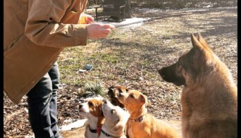 أساسيات مجموعة لعب الجراء: التواصل الاجتماعي مع الجرو الخاص بك مع الكلاب الأخرى