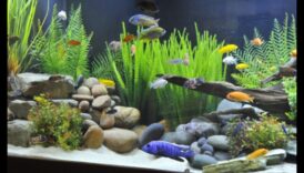 مناظر مائية رائعة: خلق بيئات طبيعية للأسماك