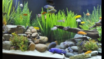 مناظر مائية رائعة: خلق بيئات طبيعية للأسماك