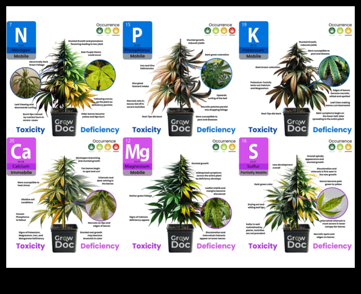 استنزاف المغذيات: العلامات والمصادر والحلول